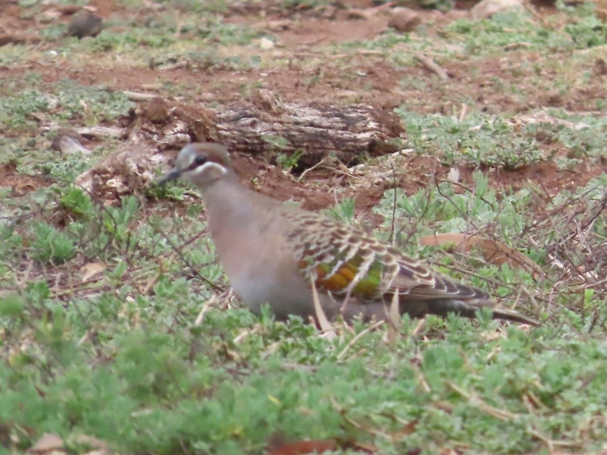 Common Bronzewing - ML625905699