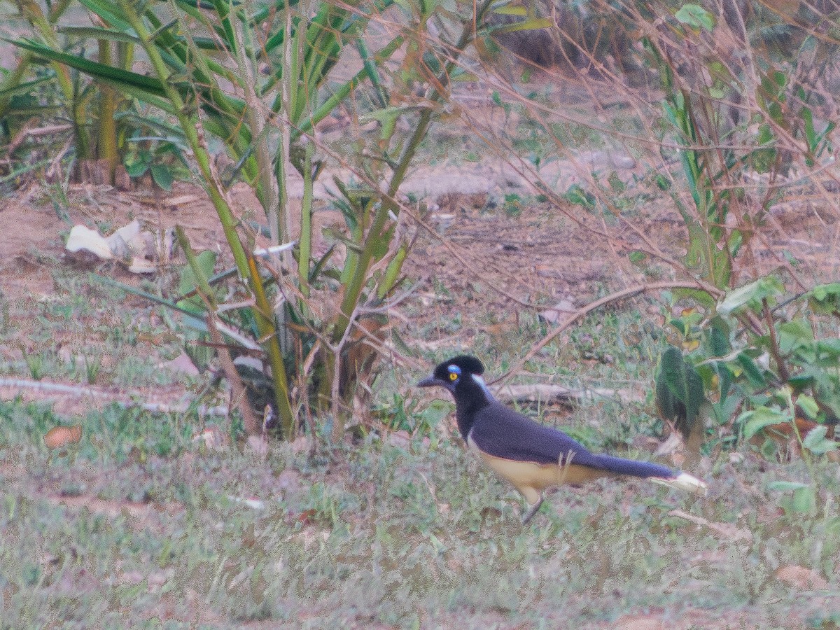 Plush-crested Jay - ML625905700