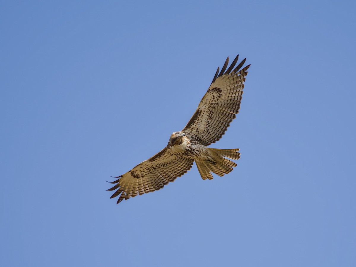 Red-tailed Hawk - ML625905701