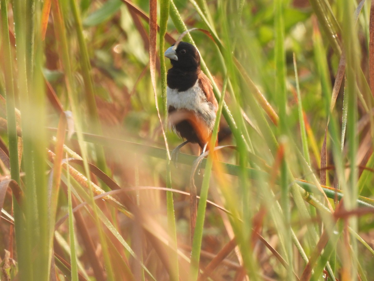 Tricolored Munia - ML625905702