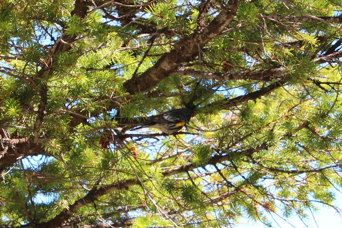 Yellow-rumped Warbler - ML625905703