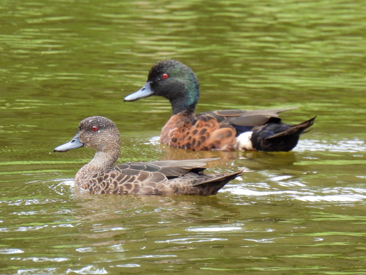 Chestnut Teal - ML625905705