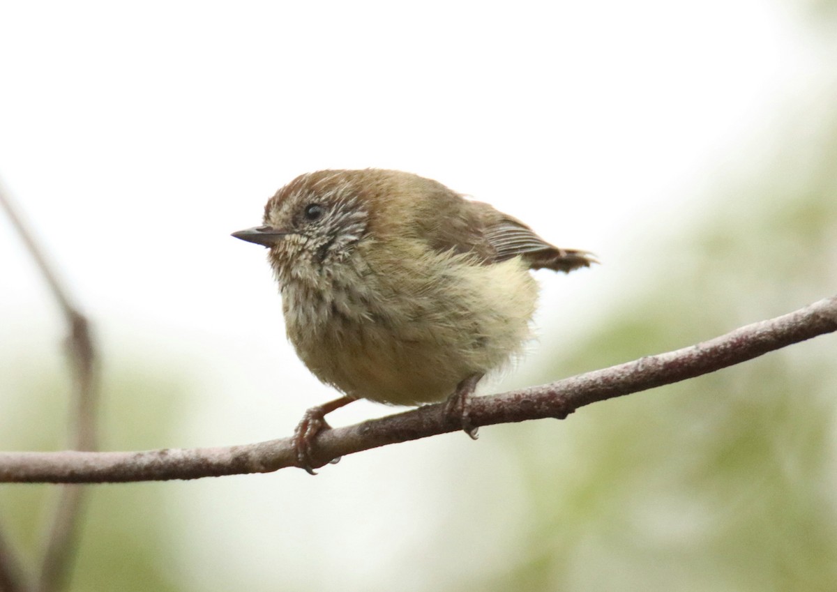 Striated Thornbill - ML625905706