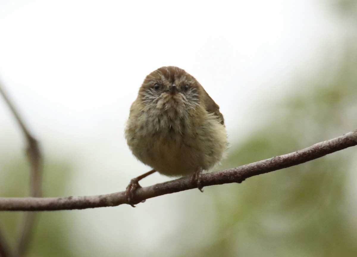 Striated Thornbill - ML625905707