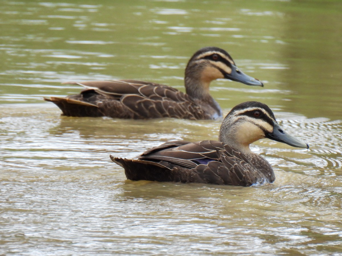 Pacific Black Duck - Anonymous