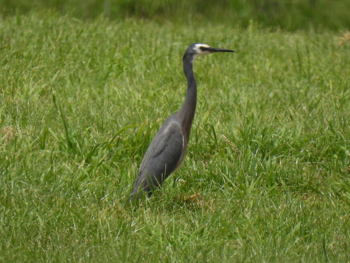 White-faced Heron - Anonymous