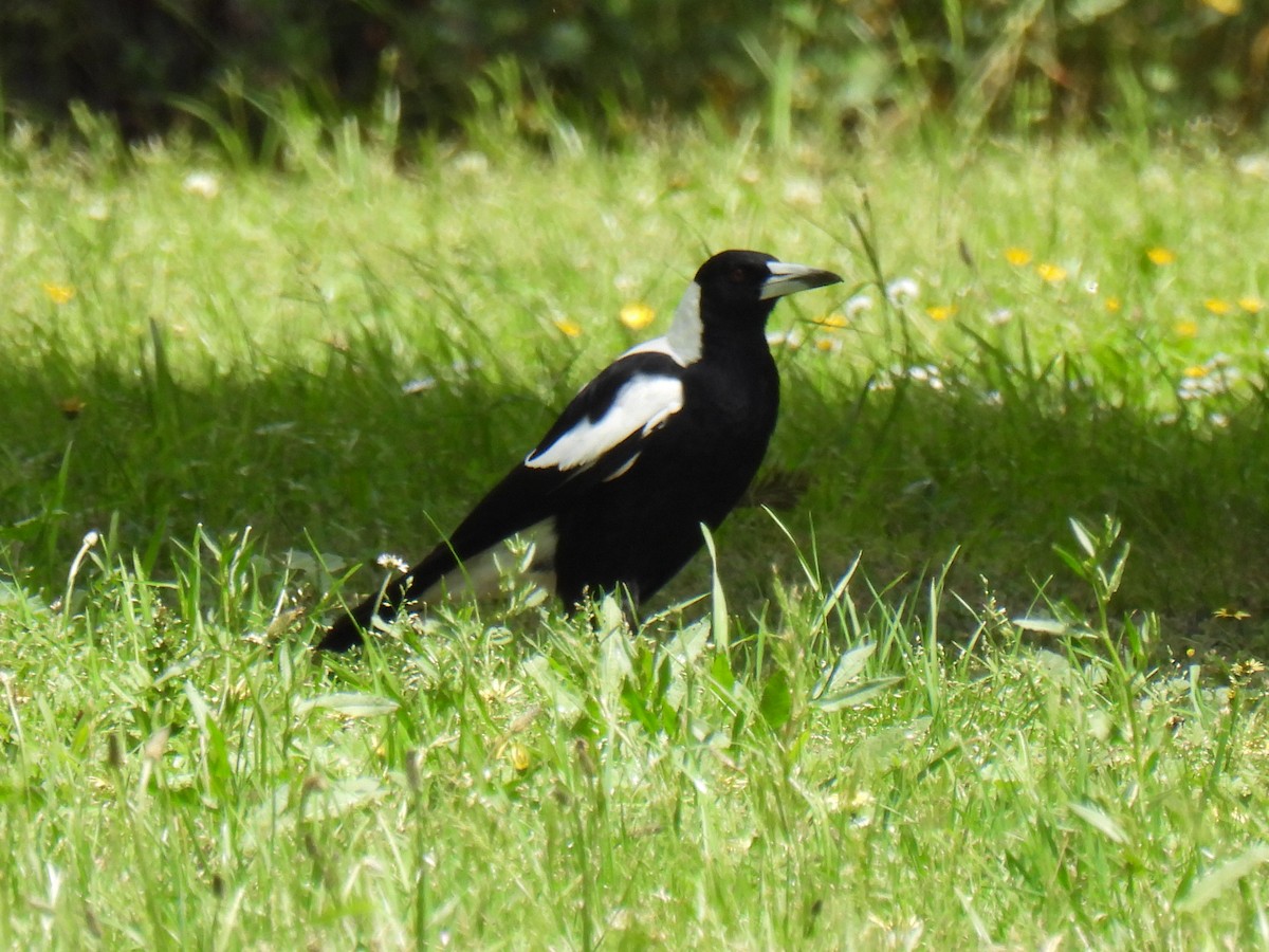 Australian Magpie - Anonymous