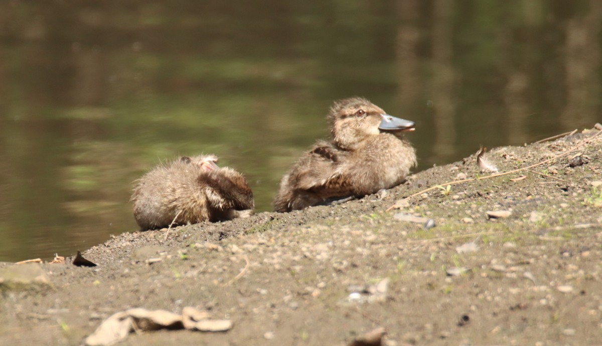 Pacific Black Duck - ML625905714