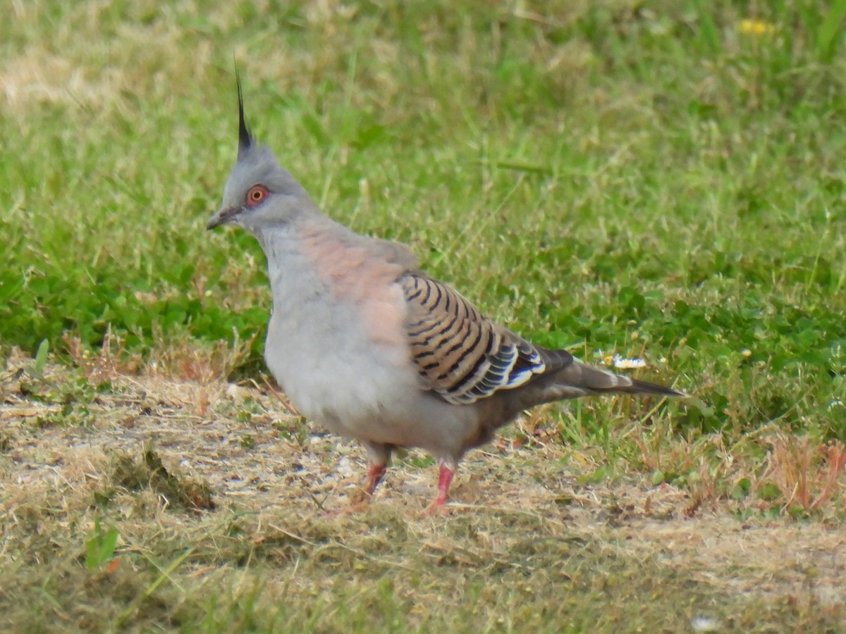 Crested Pigeon - ML625905715