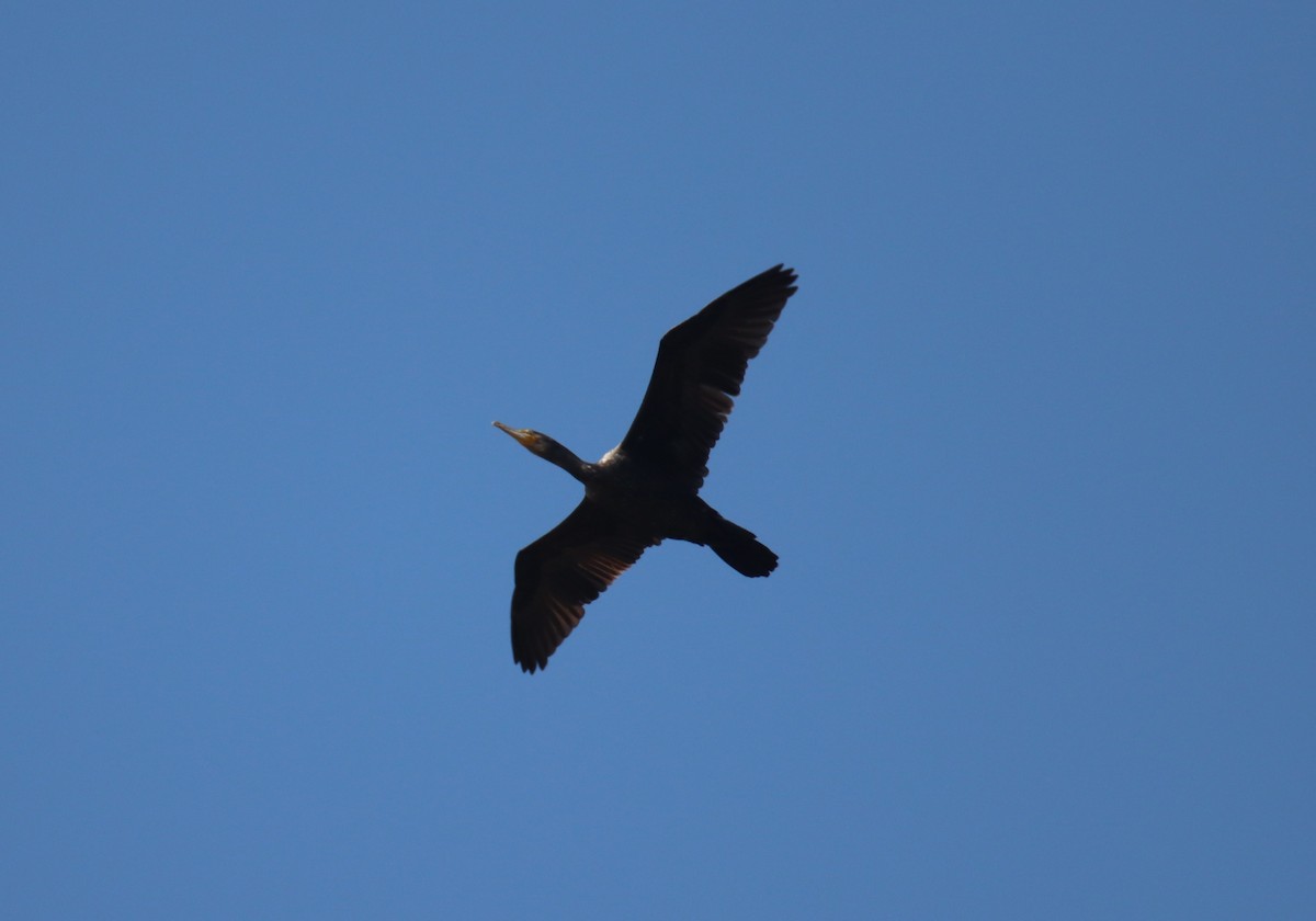 Great Cormorant - Sharon Redman