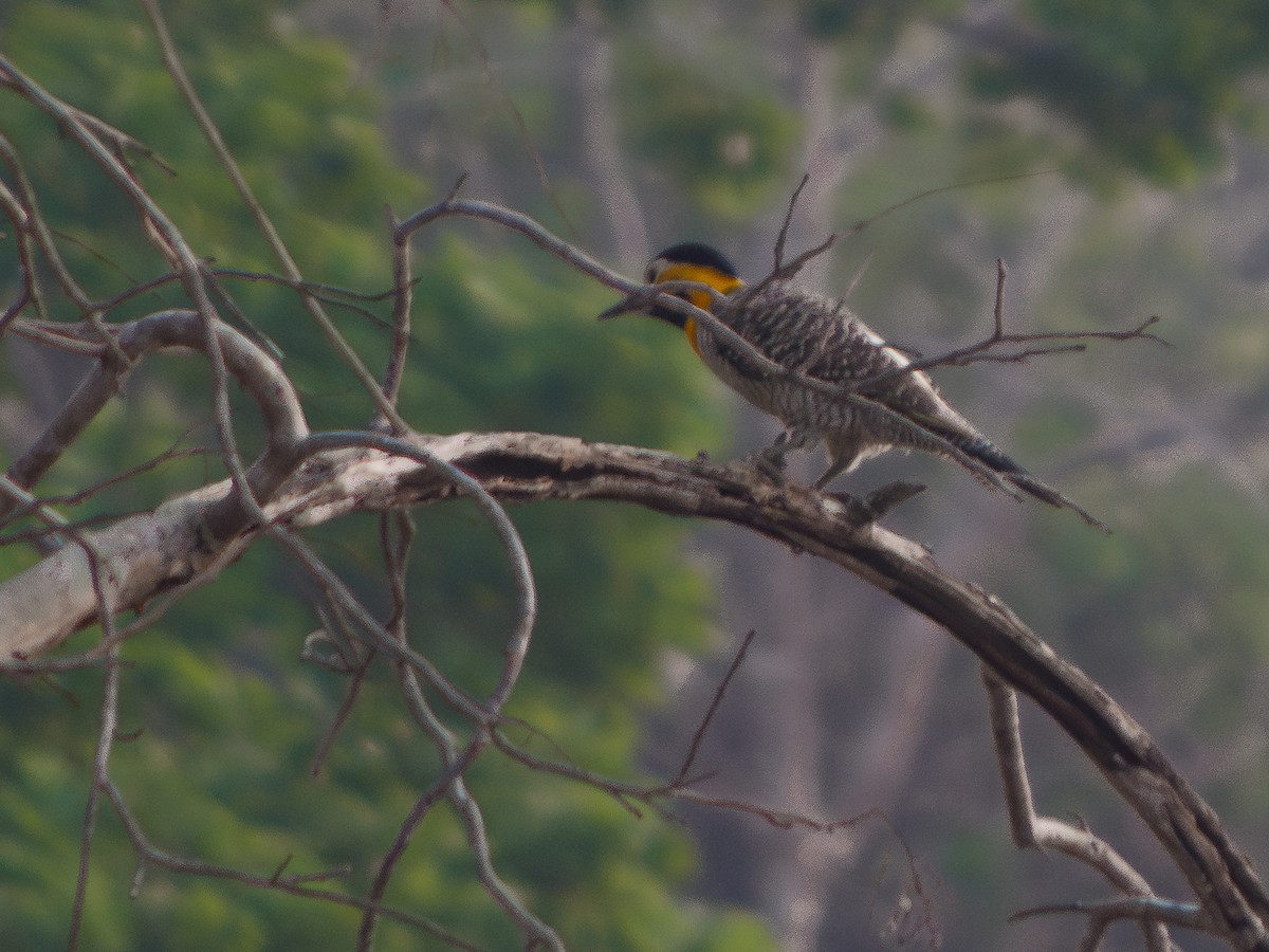 Campo Flicker - Grace Oliver