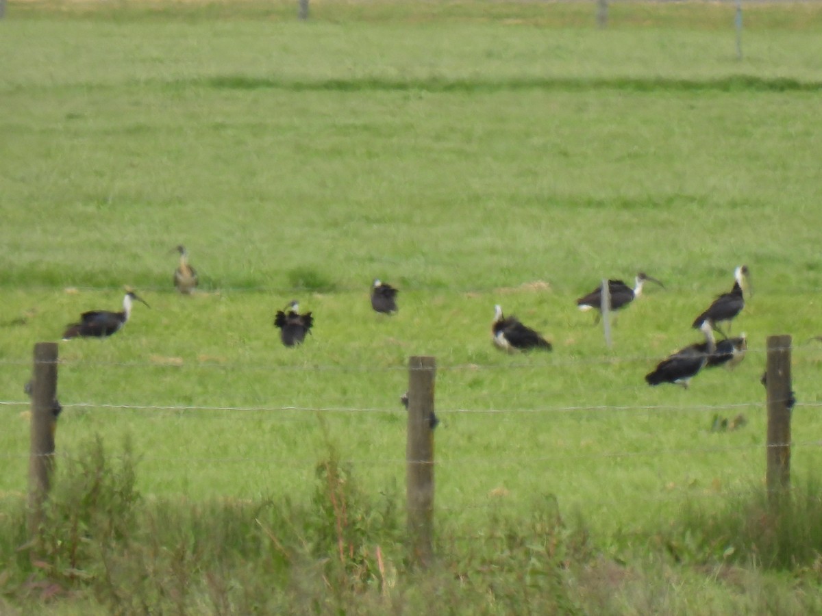 Straw-necked Ibis - ML625905720