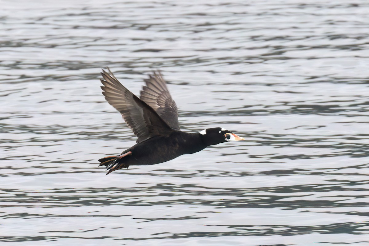 Surf Scoter - ML625905721