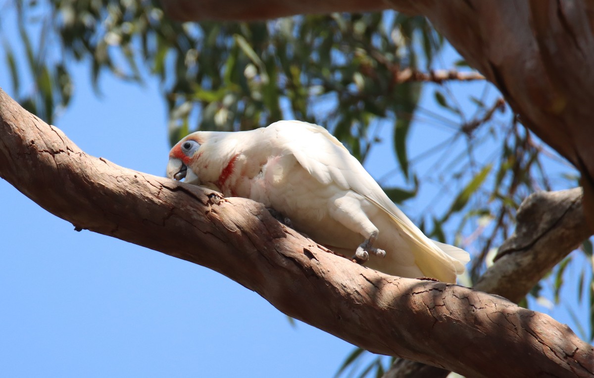 Long-billed Corella - ML625905722