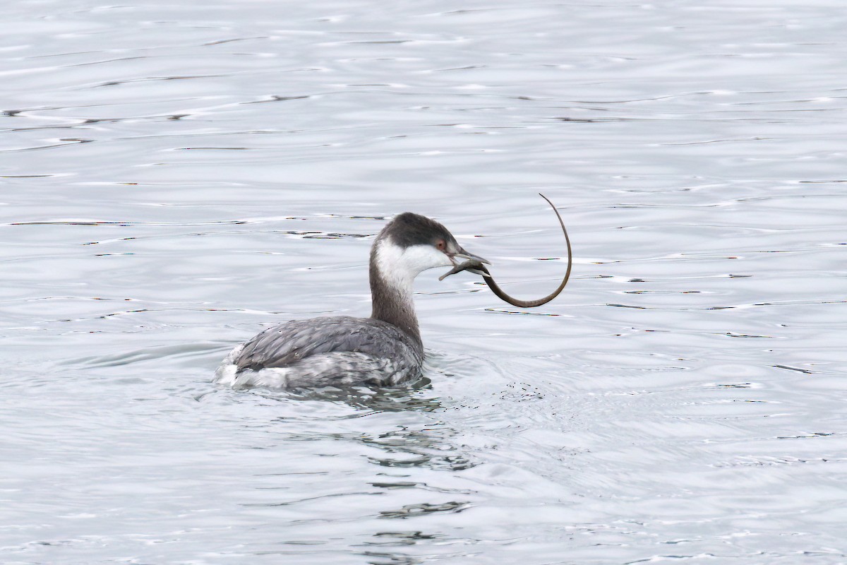 Horned Grebe - ML625905723