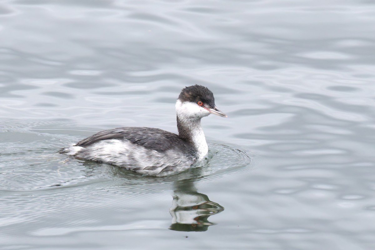 Horned Grebe - ML625905724