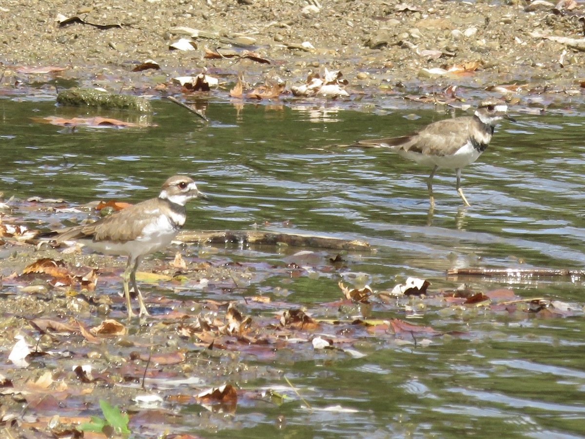 Killdeer - ML625905725