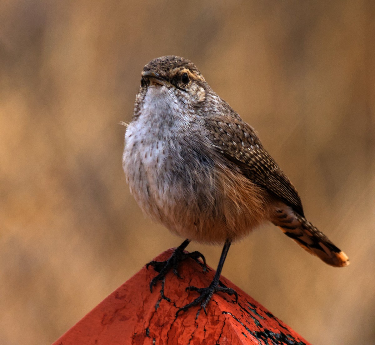 Rock Wren - ML625905727