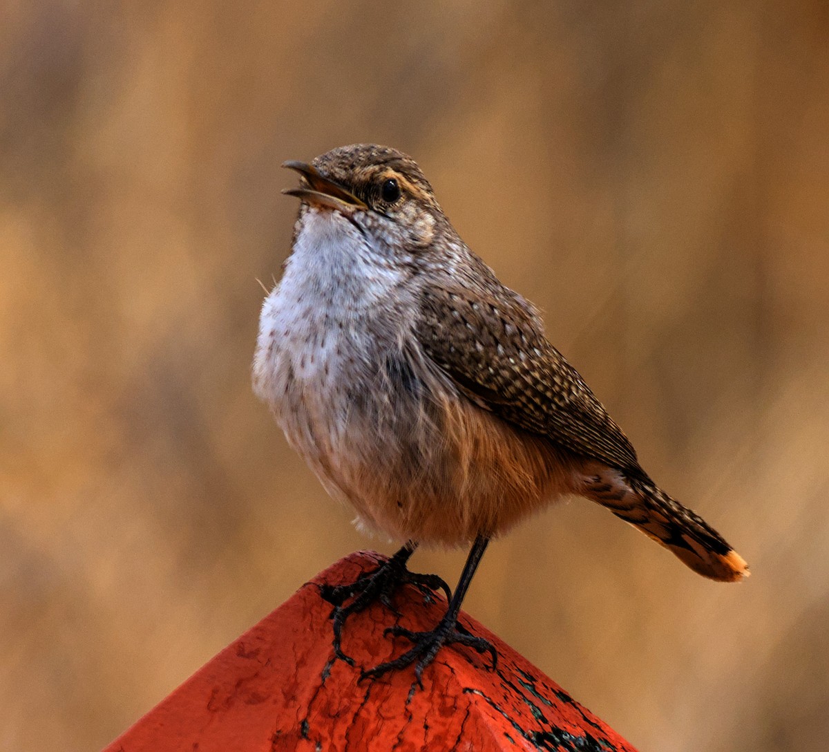 Rock Wren - ML625905728