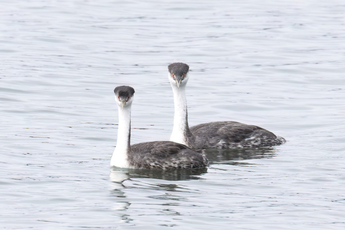 Western Grebe - ML625905729