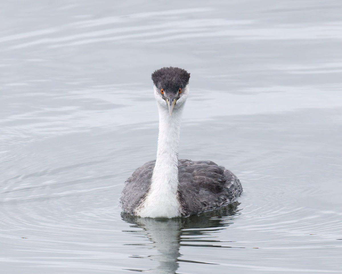 Western Grebe - ML625905730