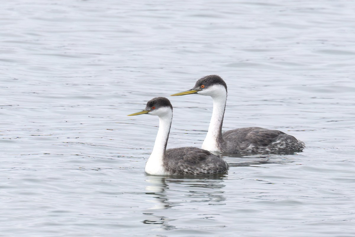 Western Grebe - ML625905731