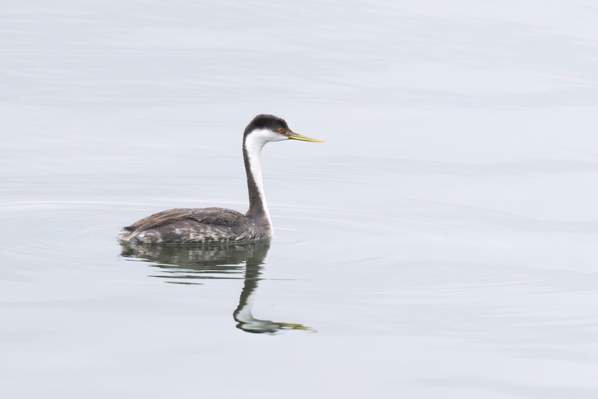 Western Grebe - ML625905732