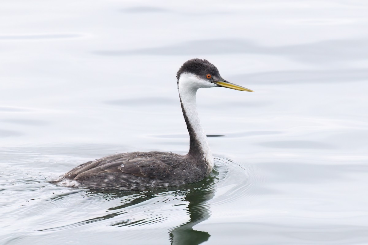 Western Grebe - ML625905733