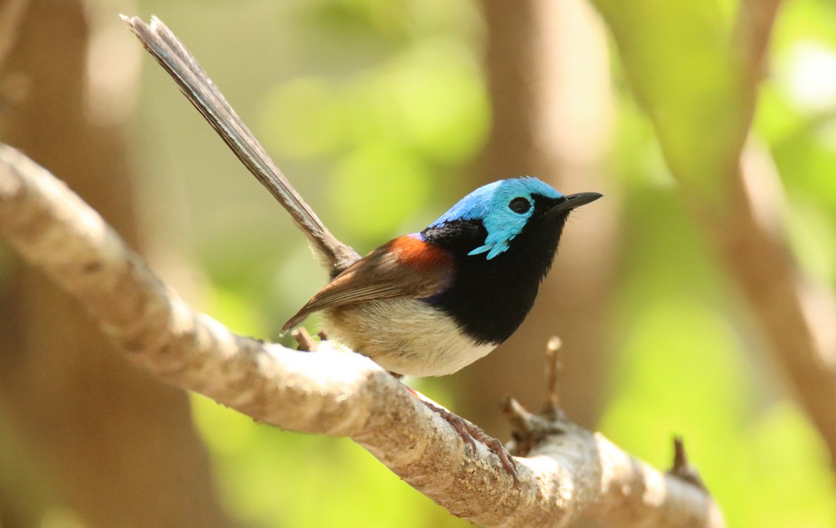 Variegated Fairywren - ML625905734