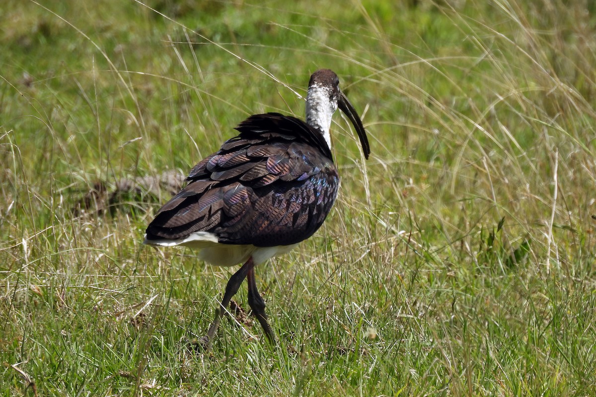 Straw-necked Ibis - ML625905735