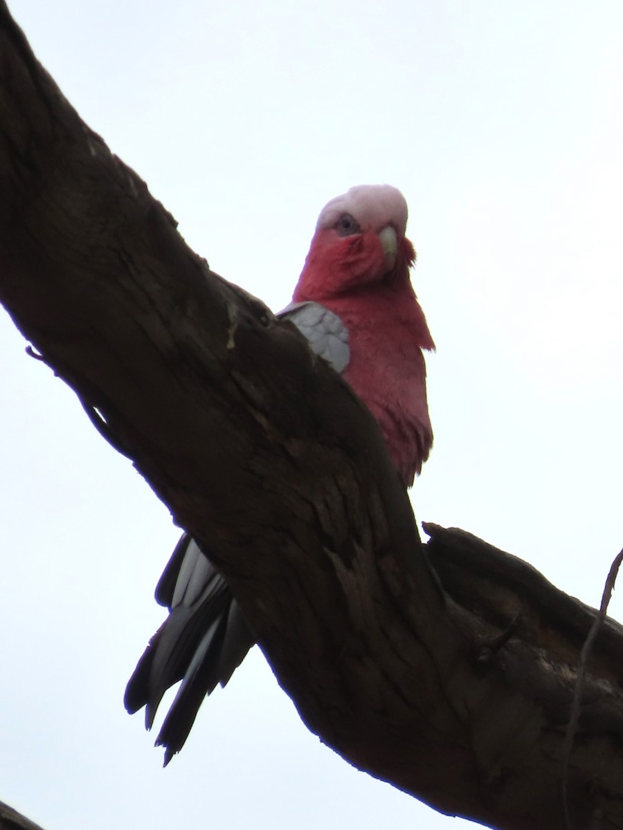 Cacatúa Galah - ML625905736