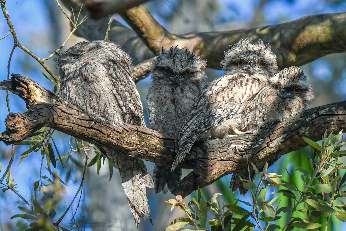 Tawny Frogmouth - Trevor Ross