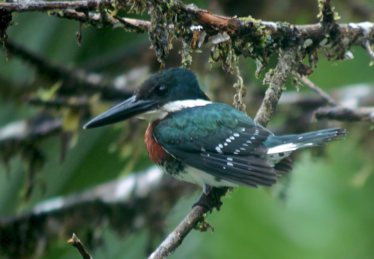 Amazon Kingfisher - ML625905783