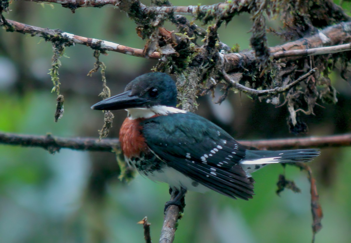 Amazon Kingfisher - Ken Rosenberg