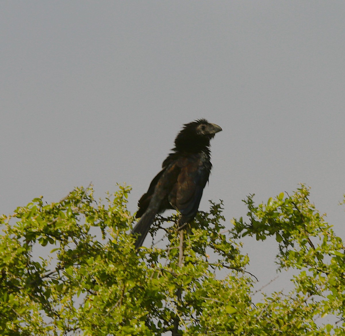 Groove-billed Ani - ML625905789