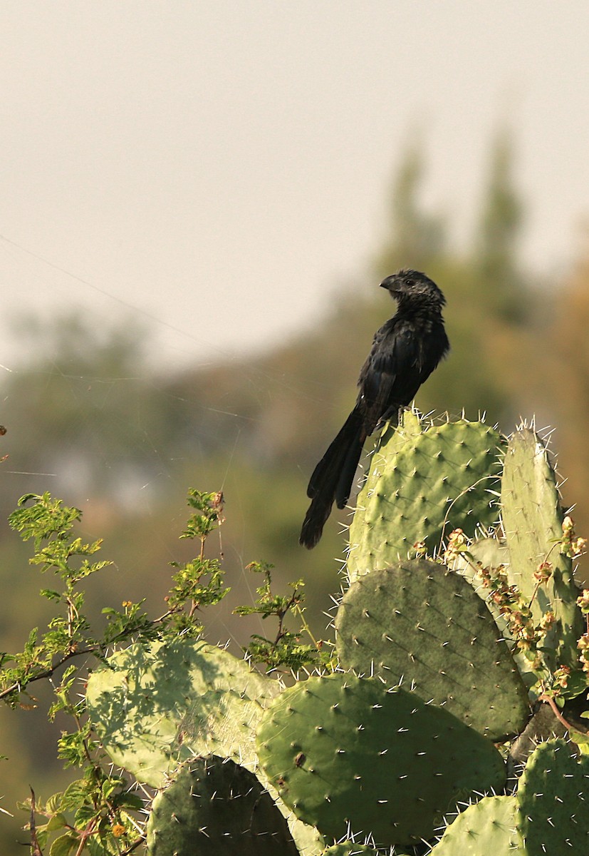 Groove-billed Ani - ML625905790