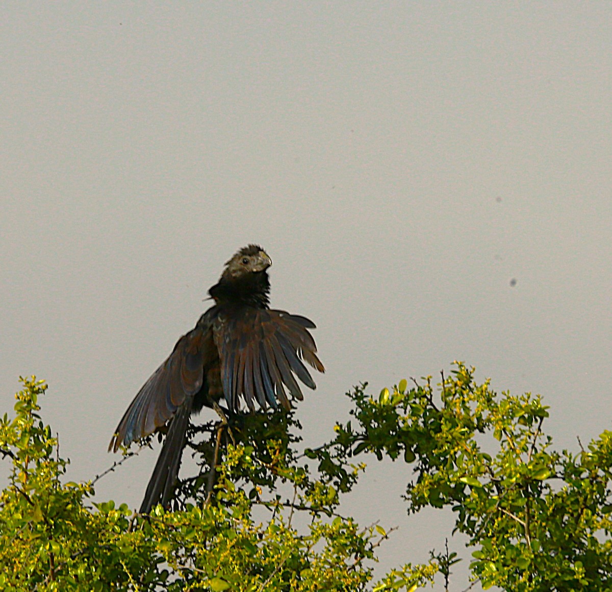 Groove-billed Ani - ML625905791