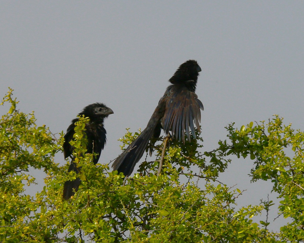 Groove-billed Ani - ML625905792