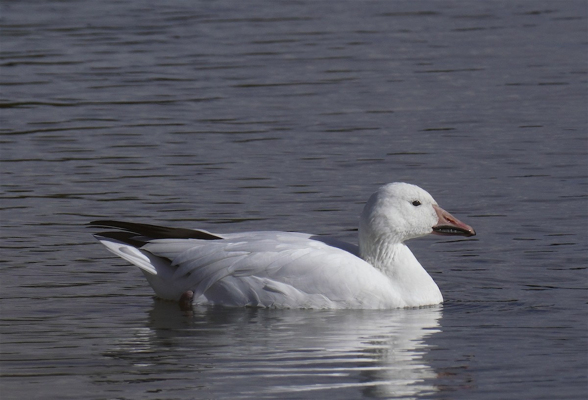 Snow Goose - Frank Farrell