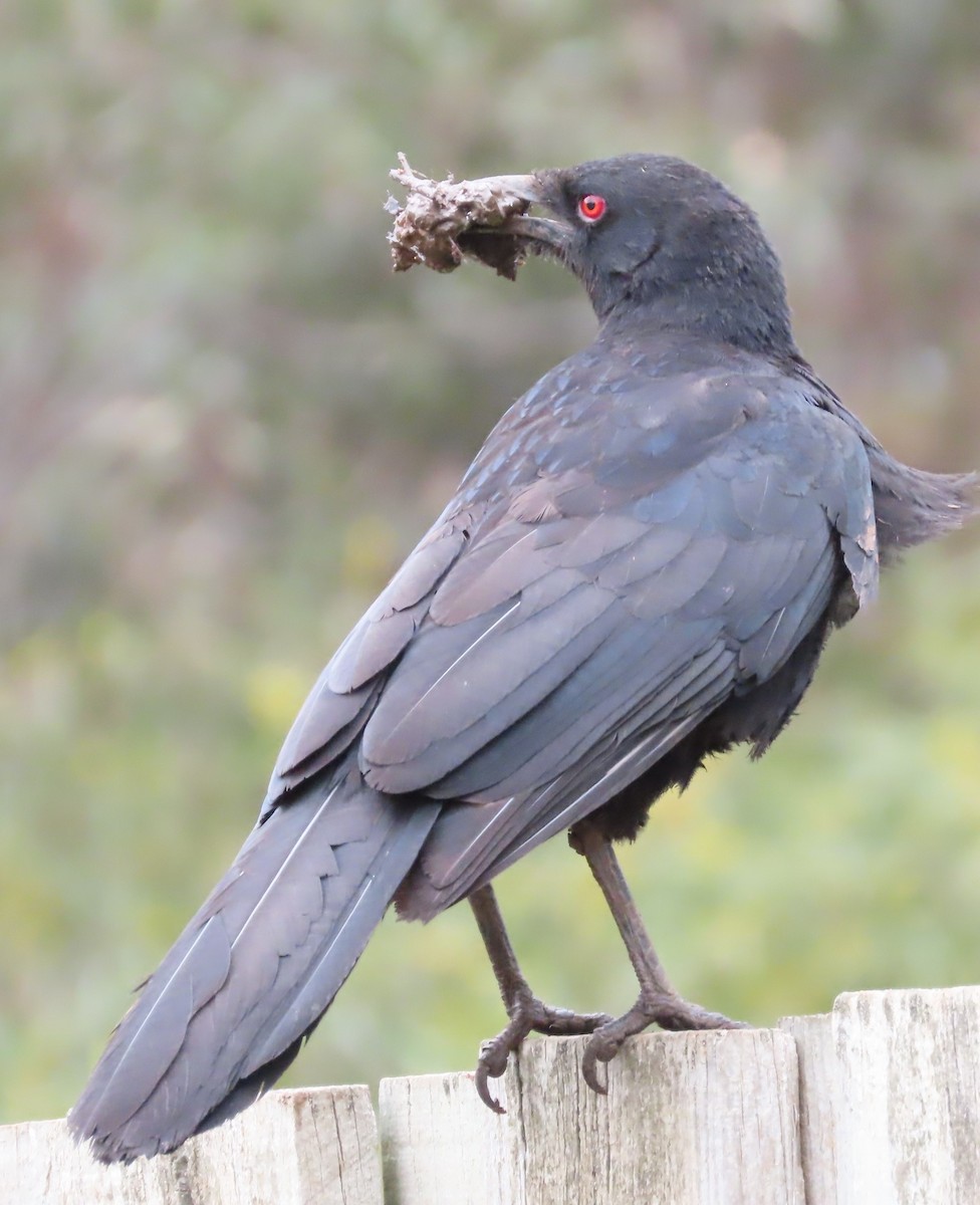 White-winged Chough - ML625905797