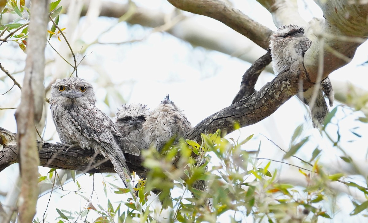 Tawny Frogmouth - ML625905799