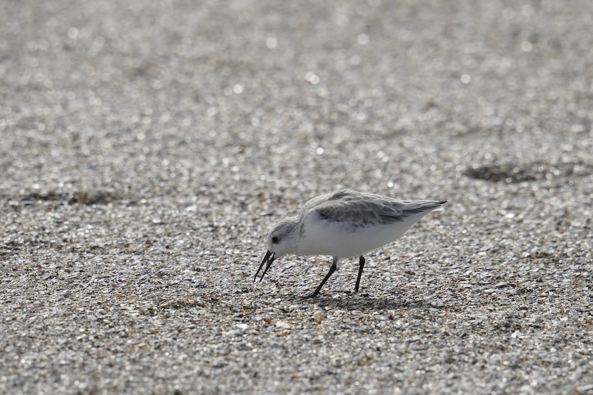 Sanderling - ML625905800