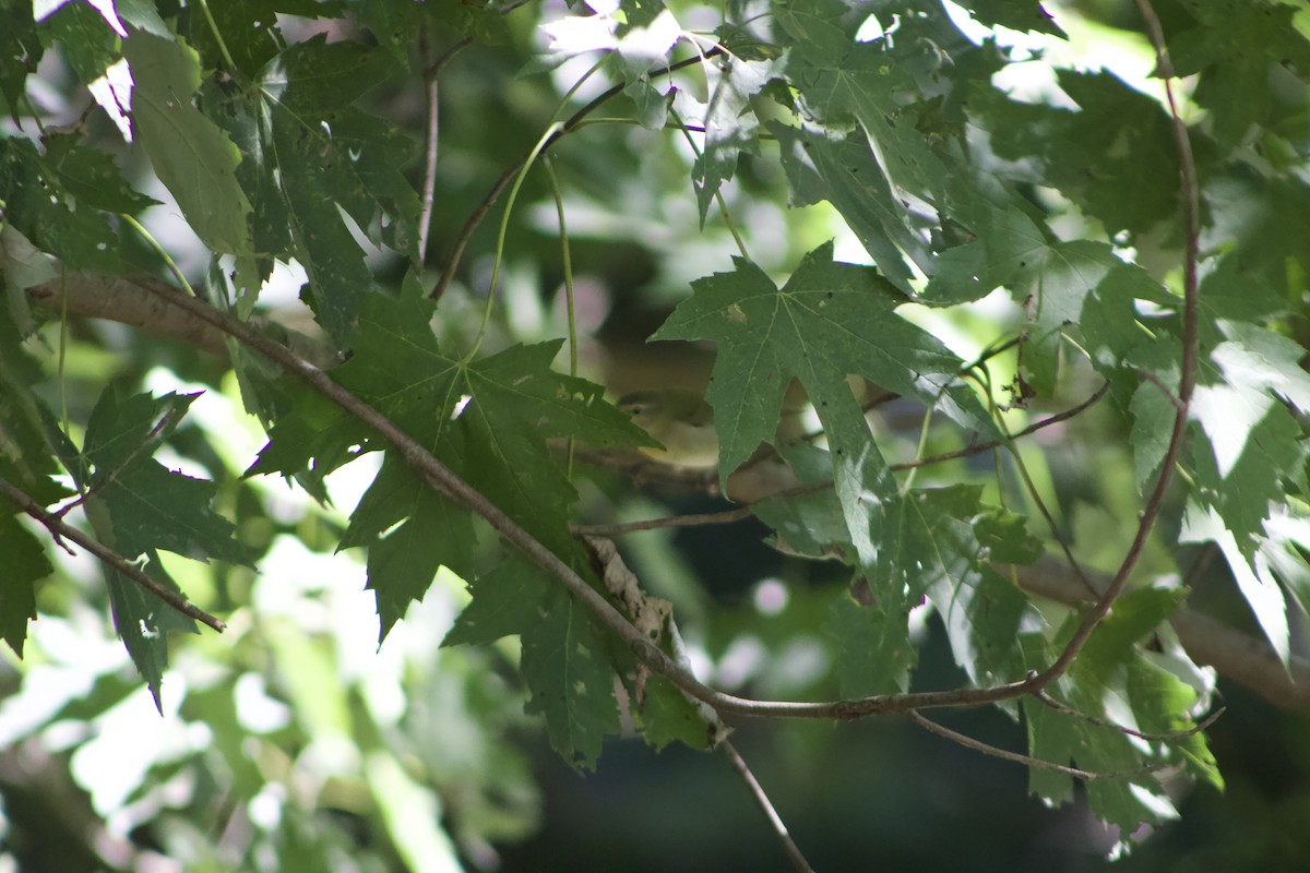 Tennessee Warbler - ML625905802