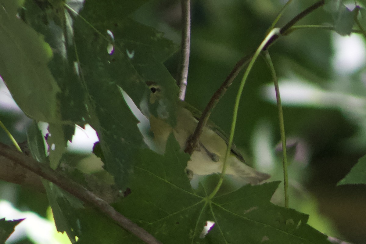 Tennessee Warbler - ML625905803