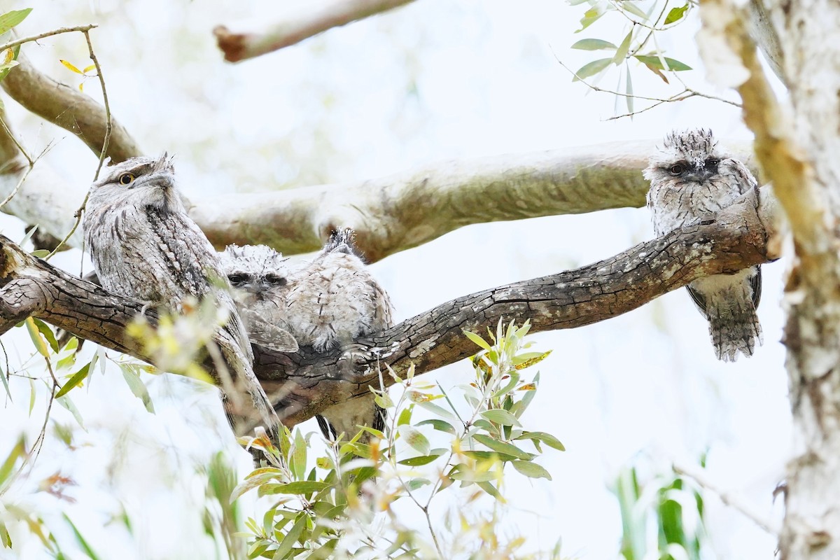 Tawny Frogmouth - ML625905804