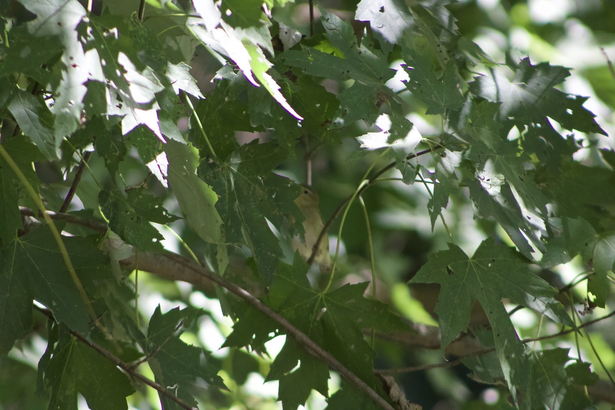 Tennessee Warbler - ML625905806