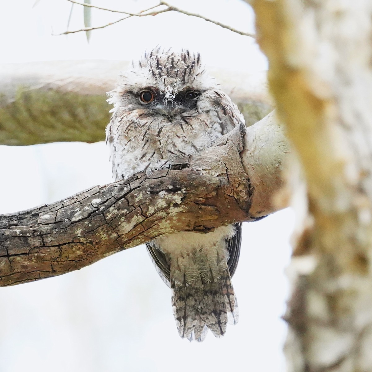 Tawny Frogmouth - ML625905807