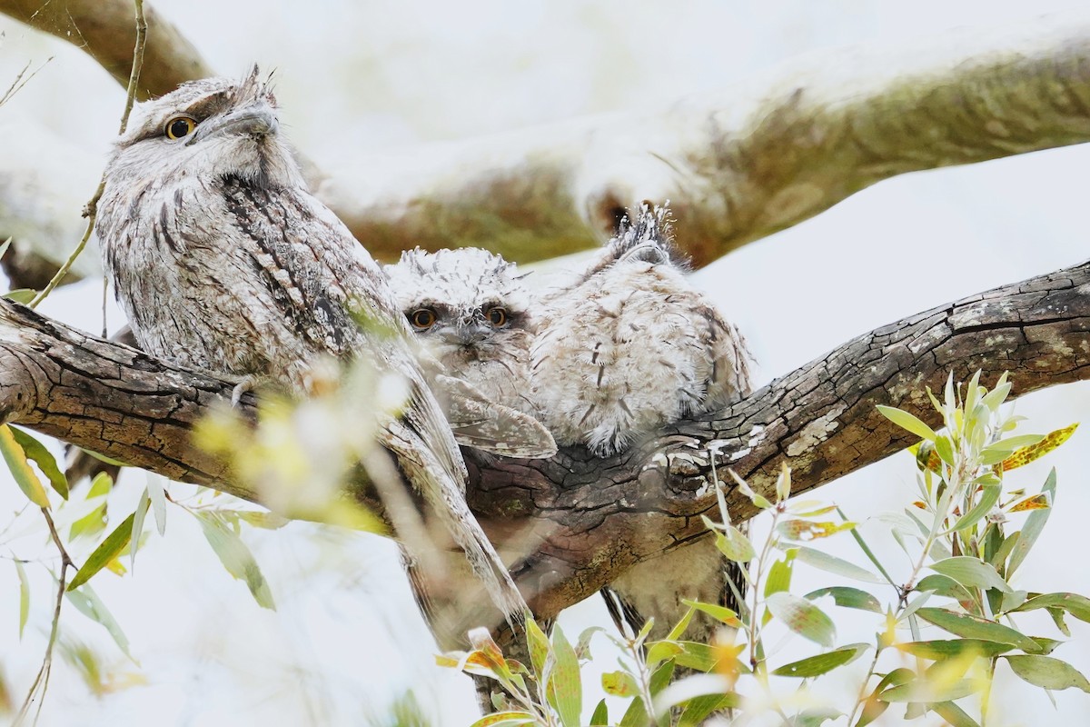 Tawny Frogmouth - ML625905808