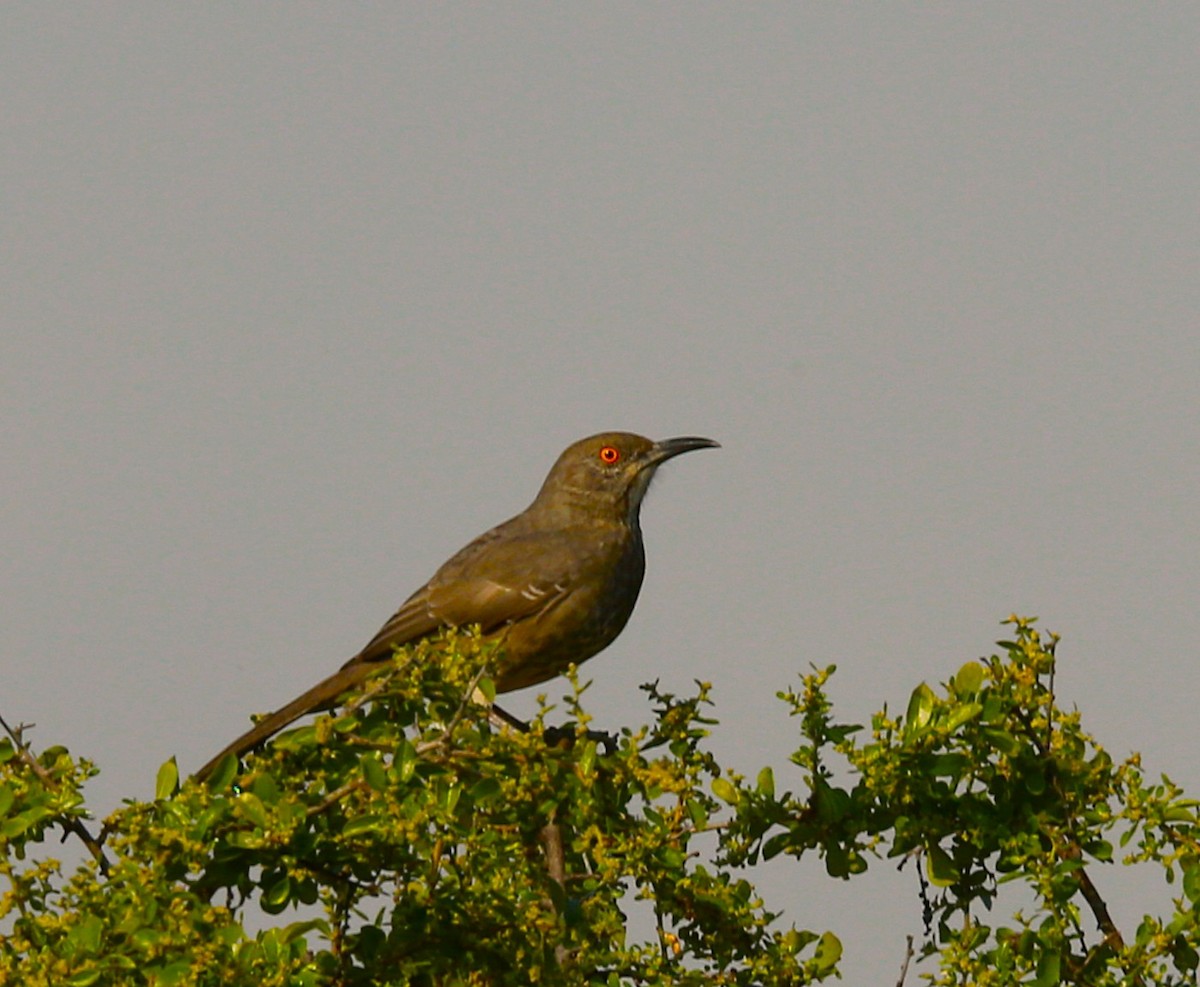 Curve-billed Thrasher - ML625905810