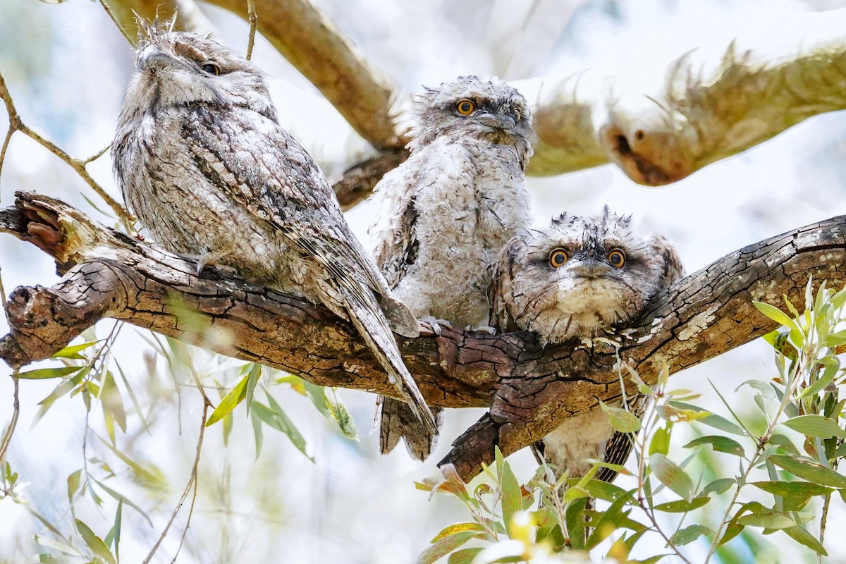 Tawny Frogmouth - ML625905811